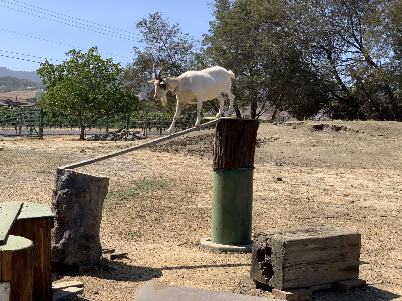 The goats of Linda Vista